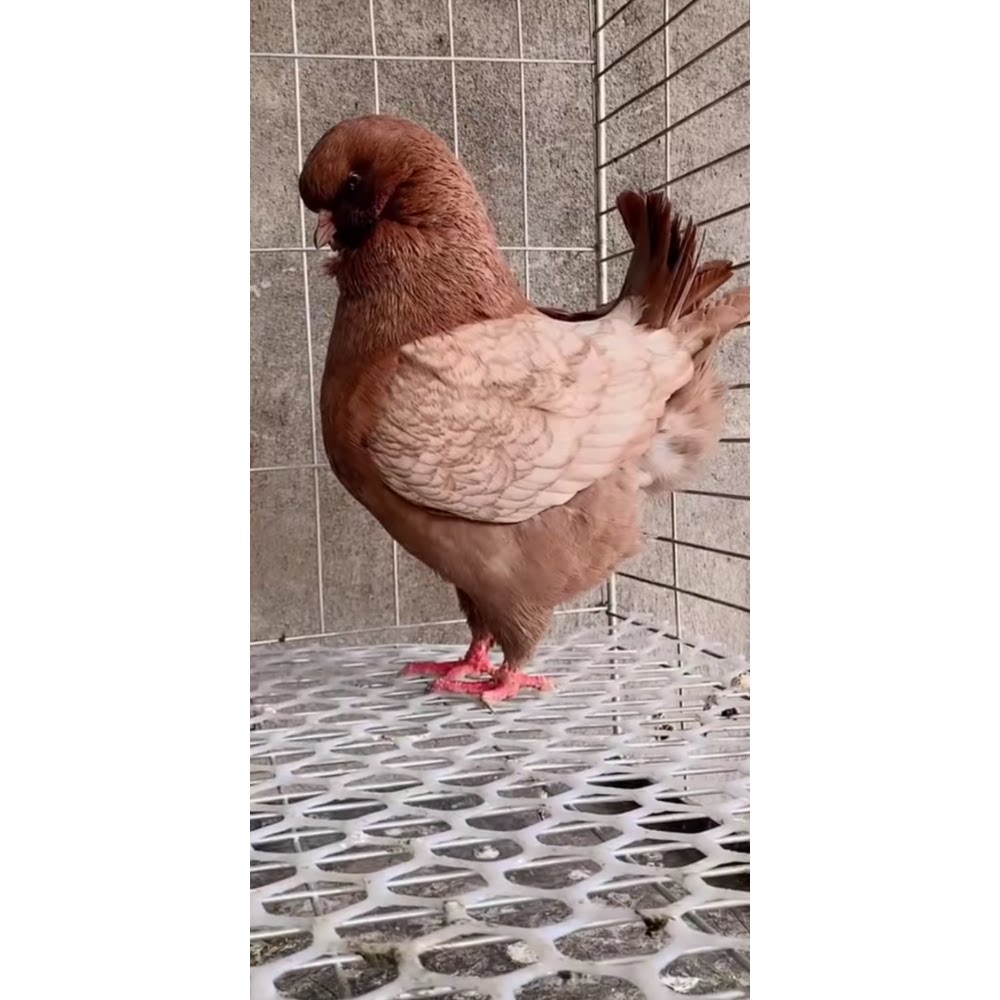 特大体眯眯眼反色美系摩登那鸽子种蛋元宝鸽受精蛋圆环鸽子受精卵