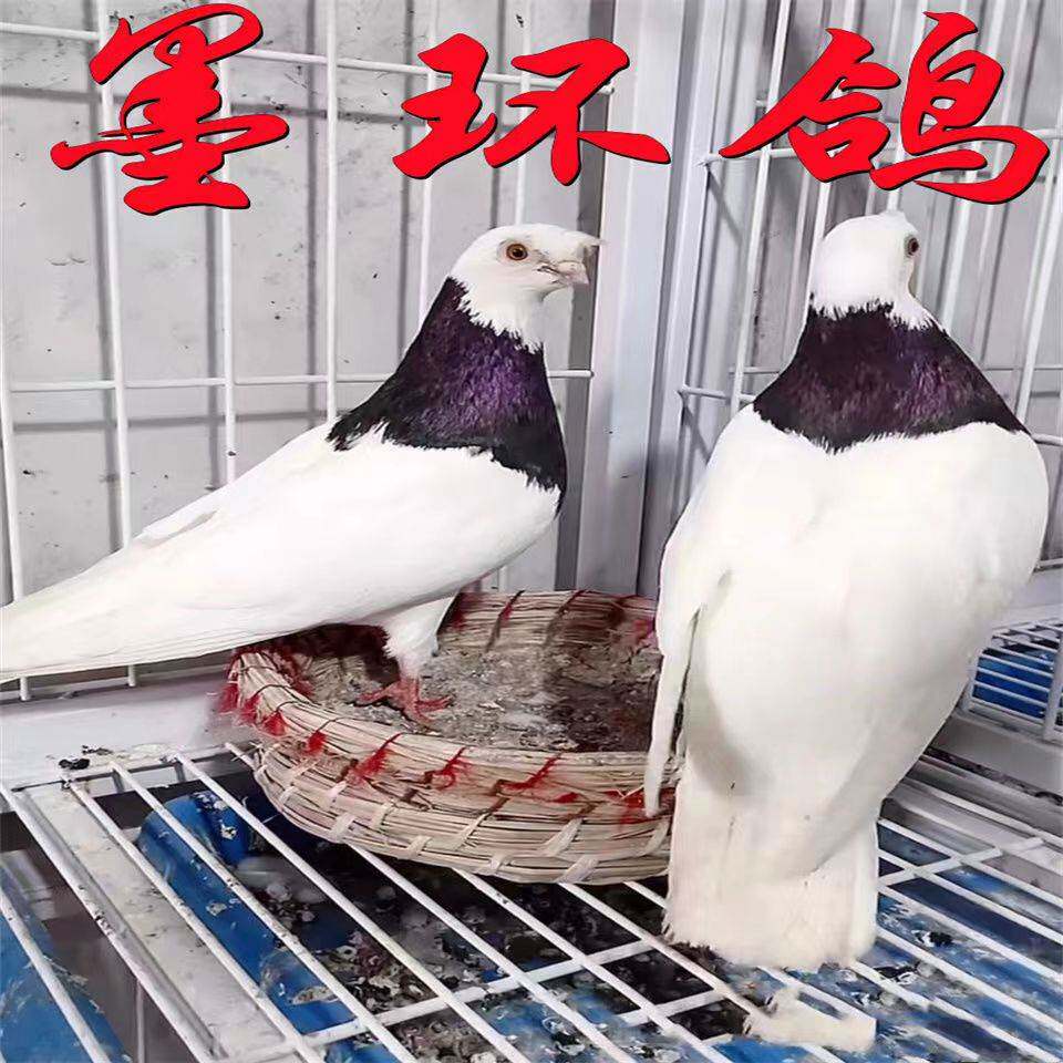 精品观赏鸽墨环玉环种鸽一对活物纯种环鸽血统鸽高飞鸽包邮健康发