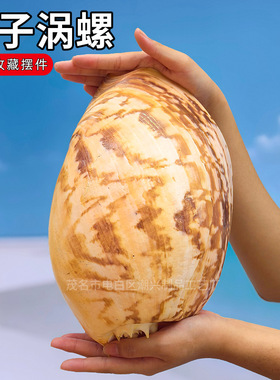 天然贝壳超大海螺椰子涡螺贝壳鱼缸水族装饰造景家居收藏摆件标本