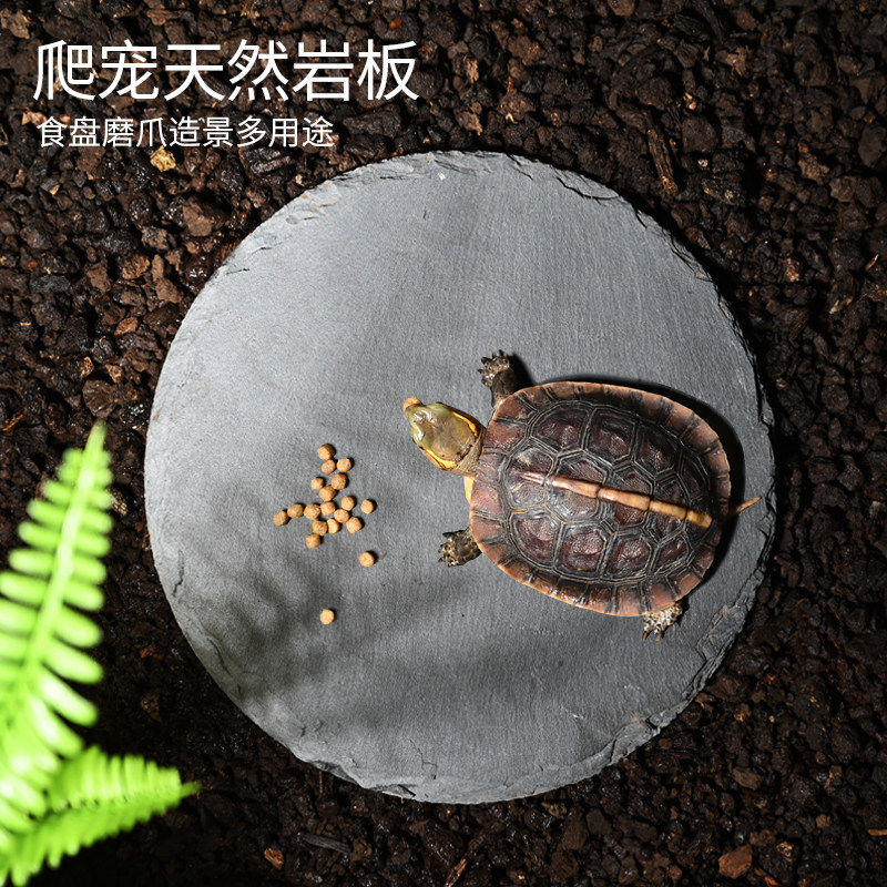乌龟喂食盘半水龟喂食龟缸造景石板晒台爬虫角蛙黄缘陆龟食槽岩石