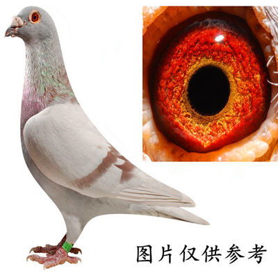 火凤凰鸽子活体一对瓦灰麒麟花红