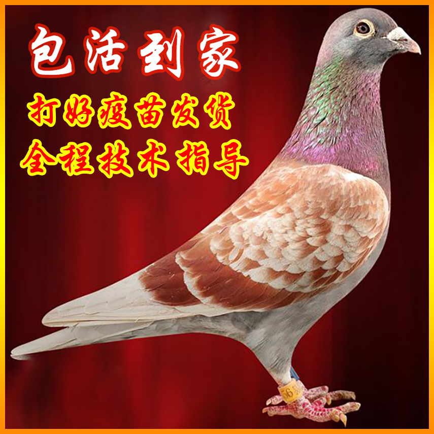 信鸽种鸽子活体鸽子活一对公母肉