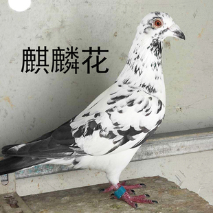 活鸽子活物一对种鸽原配青年鸽雨点信鸽白鸽子苗酒红鸽子活体蛋鸽