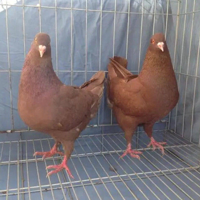 纯种元宝鸽一对特大型鸽子活体信鸽肉鸽观赏鸽包邮包活包下蛋