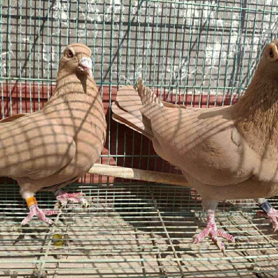 黄金甲信鸽活体种鸽幼鸽血统鸽纯黄大鼻子成绩鸽鸽子赛鸽原配一对
