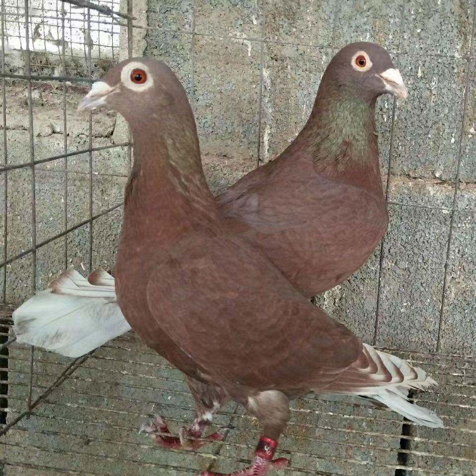 【国血红西翁】血统信鸽赛鸽家飞鸽红色西翁活物公母一对种鸽活体