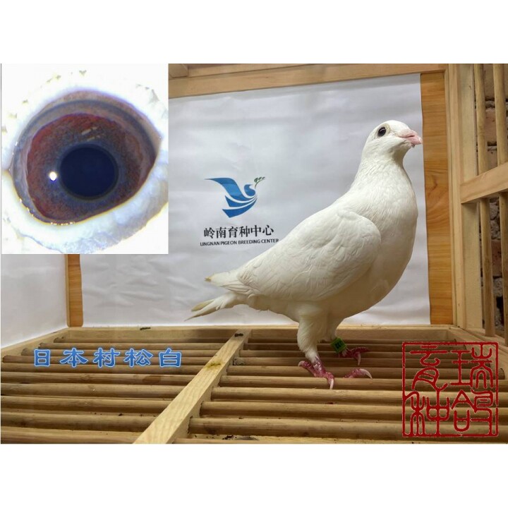 血统鸽赛鸽日本村松白子代,戴正规足环,顺丰包邮包活包健康