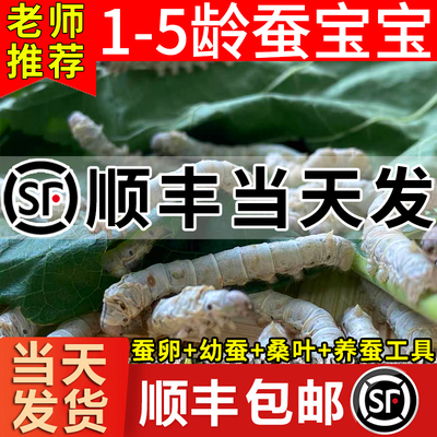 蚕宝宝活体学生科学养蚕套装彩丝蚕卵蚕种高级幼蚕1龄234新鲜桑叶