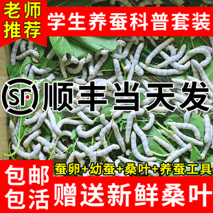 蚕宝宝天然活体学生养蚕套装 活体春蚕卵籽蚕活物幼体新鲜嫩桑叶