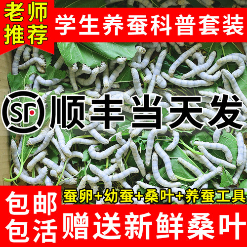 蚕宝宝学生养蚕套装天然七彩蚕蚕卵蚕籽幼蚕太空舱1龄234新鲜桑叶