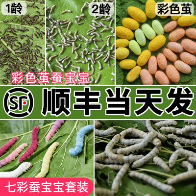 蚕宝宝学生养蚕套装天然七彩蚕蚕卵蚕籽幼蚕太空舱1龄234新鲜桑叶