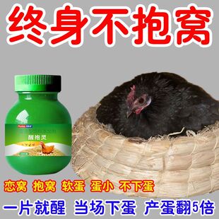 醒抱灵鸡抱窝速醒鸡鸭鹅抱窝不起来拉窝不让孵小鸡醒抱饲料添加剂