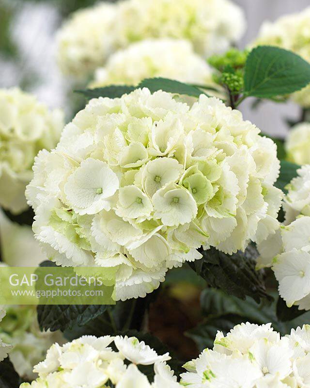 青研园艺黑金刚白绣球多年生花境阳台庭院露台开花植物盆栽