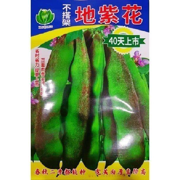不搭架地紫花矮生油豆角种子无筋无柴分支强肉厚清香有光泽耐老化