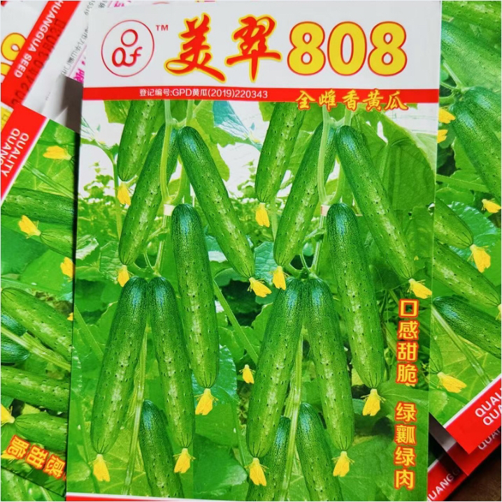 美翠808全雌香黄瓜种子香甜水果黄瓜阳台花园种植首选脆甜无渣绿