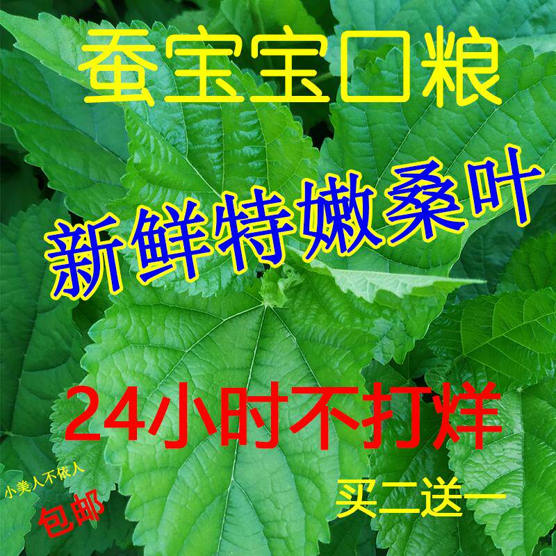 新鲜桑叶喂蚕现摘春蚕宝宝吃的桑叶饲料养大小蚕食用食物500g包邮