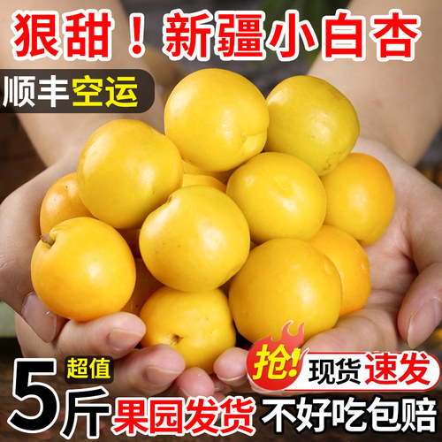 新疆小白杏新鲜5斤顺丰包邮