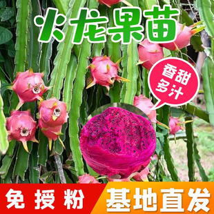 红心火龙果苗金都一号红肉火龙果苗桂红龙果阳台庭院种植带根系