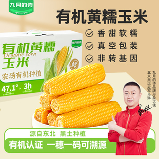 包装 8穗真空装 新鲜早餐 诗东北有机黄糯鲜食玉米260克 九月