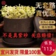 豆芽时光紫砂豆芽神器家用发豆芽机罐培育器发芽盆大容量豆牙生盆