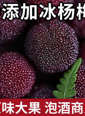 杨梅鲜果冰杨梅孕妇水果冰冻仙居杨梅东魁杨梅10斤杨梅专用泡酒