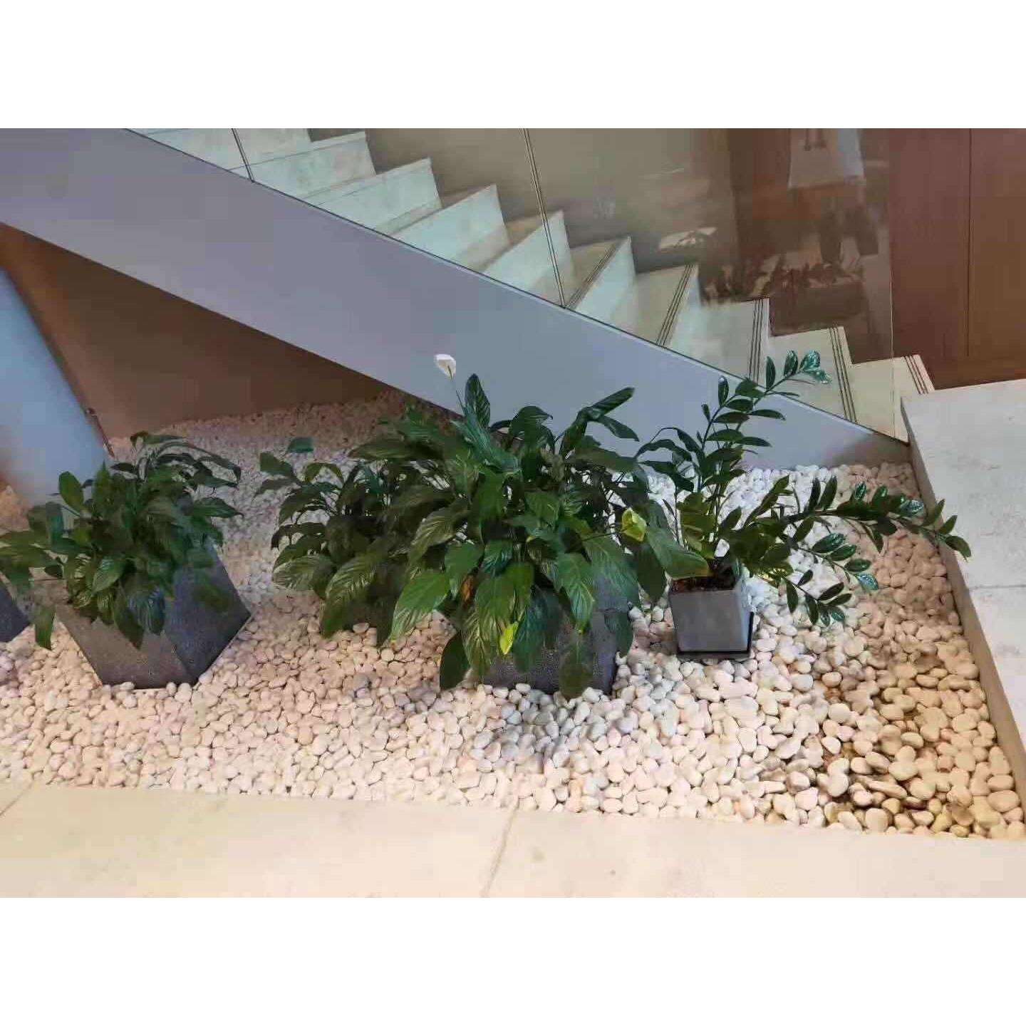 园艺石子水洗石白石头汉白玉彩石园艺盆栽石头铺面庭院造景