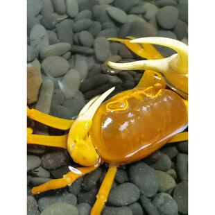 勾手蟹观赏蟹南海溪蟹寄居蟹淡水紫地蟹印支蟹蓝尖肢豹点蟹蝴蝶蟹