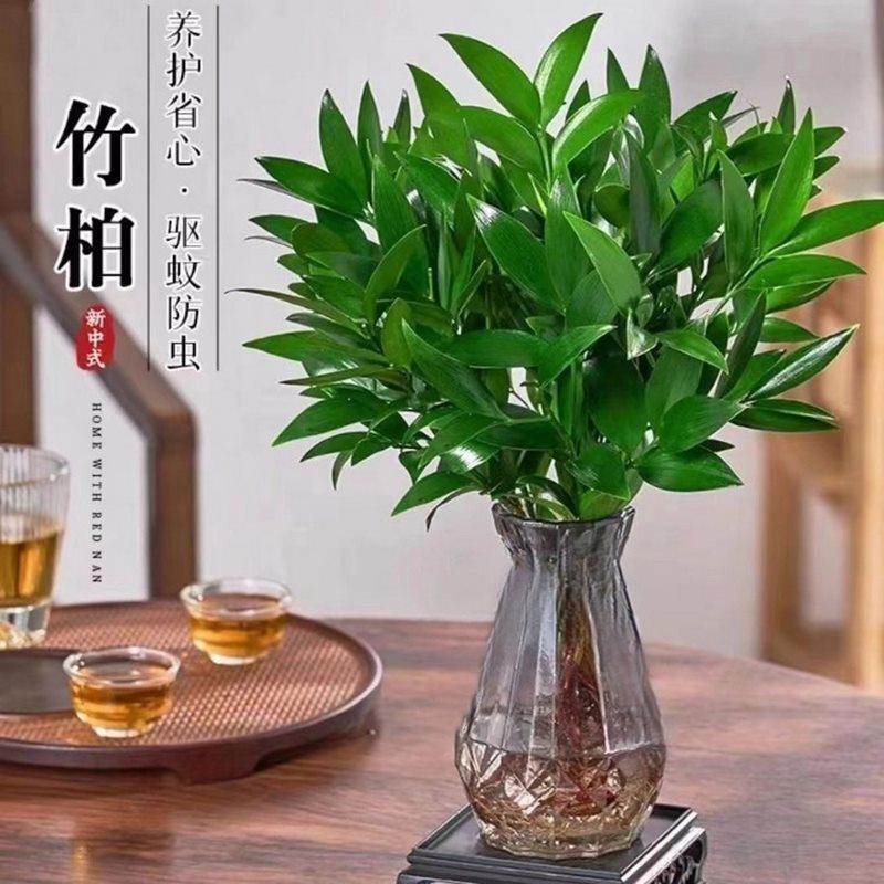 富贵竹节节高办公桌泡在水里养的花竹柏驱蚊室内四季绿色植物盆栽