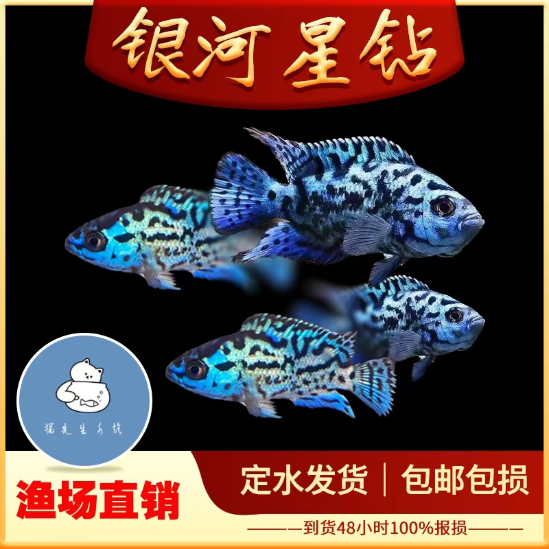 银河星钻鱼珍珠豹三湖慈鲷美洲短鲷热带观赏鱼活体新手好养耐活鱼