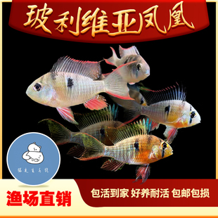 玻利维亚凤凰短鲷热带鱼荷兰凤凰金蓝波子湛蓝宝石三湖慈鲷活体鱼