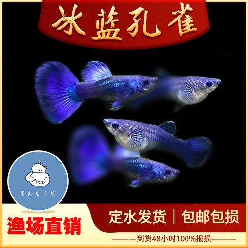 冰蓝孔雀鱼热带纯种观赏鱼小型淡水好养耐活斑马精品胎生凤尾小鱼