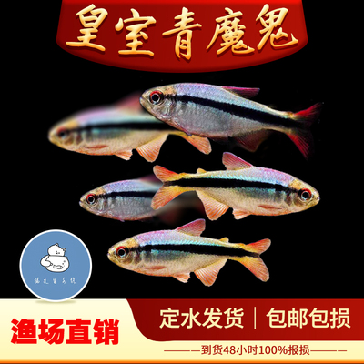 皇室青魔鬼灯热带观赏鱼七彩稻田鱼小型观赏鱼精品鱼灯科帝王灯