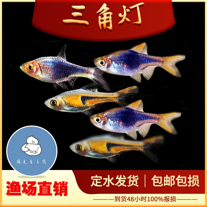 三角灯鱼紫三角灯金三角正三角苏门答腊灯科群游热带观赏鱼活体鱼