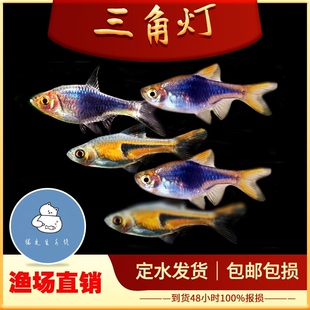 三角灯鱼紫三角灯金三角正三角苏门答腊灯科群游热带观赏鱼活体鱼