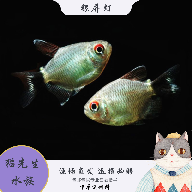 银屏灯鱼热带观赏鱼头尾灯球灯笼鱼活体小型灯科鱼群游淡水观赏鱼