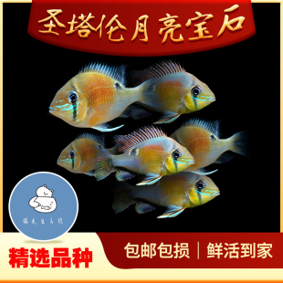 圣塔伦黄腹月亮宝石南美慈鲷温顺易养原生食土鲷热带鱼观赏鱼活体