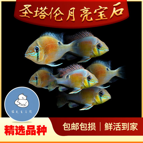 圣塔伦黄腹月亮宝石南美慈鲷温顺易养原生食土鲷热带鱼观赏鱼活体