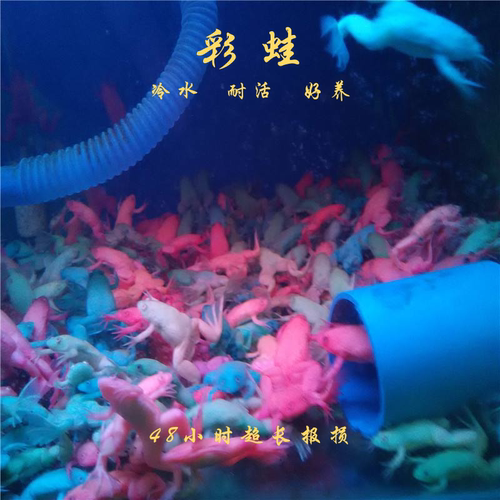 彩蛙 观赏蛙 宠物蛙  蛙龙鱼饲料 淡水好养五彩蛙冷水彩青蛙