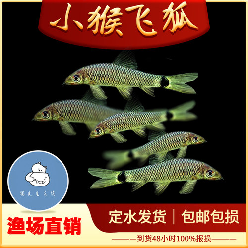 小猴飞狐黑线飞狐水草缸除黑毛藻强力除藻工具鱼一线飞狐金线活体 - 封面