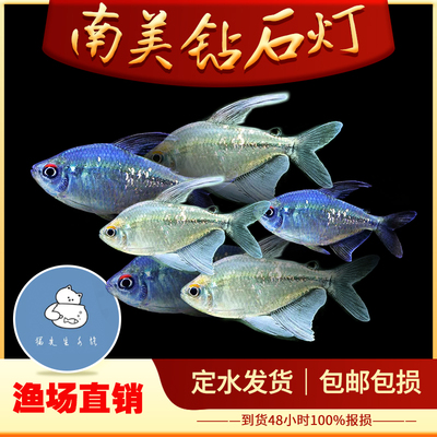 南美钻石灯鱼热带鱼高端灯科鱼南美缸鱼草缸鱼群游鱼淡水直线脂鲤