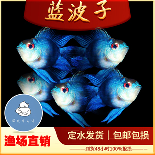 蓝波子宝蓝凤凰球阿凡达波子小型热带观赏宠物鱼草缸荷兰宝蓝凤凰