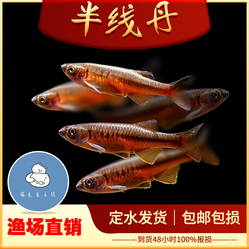 半线丹鱼中国原生鱼冷水观赏鱼缅甸进口淡水热带鱼玫瑰金线丹活体