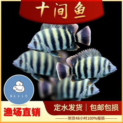 十间鱼三湖慈鲷马鲷鱼非洲热带观赏鱼凶猛中大型鱼印尼虎龙鱼配鱼
