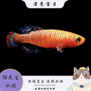 漂亮宝贝鳉漂亮红精灵魔法鱼贡氏圆尾鳉热带观赏鱼淡水小型鱼活体