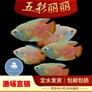五彩丽丽血丽丽鱼活体热带观赏鱼草缸懒人鱼新手鱼丝足马甲曼龙鱼