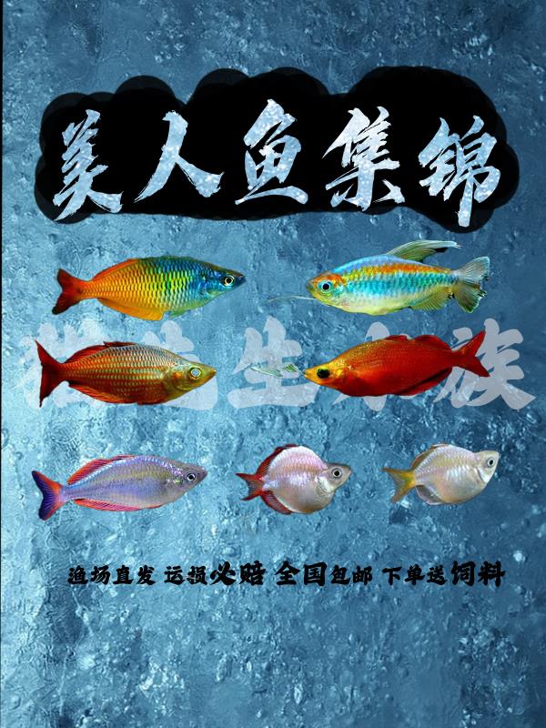美人鱼电光刚果蓝美人小彩虹美人球鱼热带观赏草缸鱼好养耐活包邮