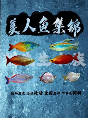 美人鱼电光刚果蓝美人小彩虹美人球鱼热带观赏草缸鱼好养耐活包邮