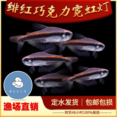 绯红巧克力霓虹小型灯鱼热带鱼南美鱼高端鱼草缸鱼群游观赏鱼包邮