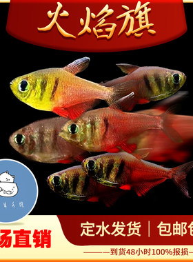 火焰旗鱼红尾梦幻旗鱼热带观赏小型鱼草缸群游好养耐活灯科鱼活体
