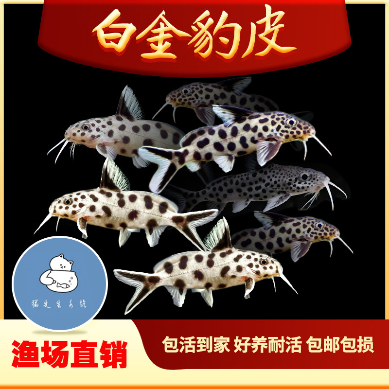 白金豹皮鱼南美倒吊猫大胡子大帆波丽斑马热带鱼慈鲷底栖鱼活体鱼